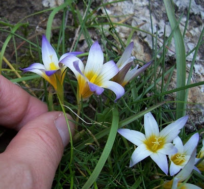 Romulea bulbocodium (L.) Seb. et Mauri
