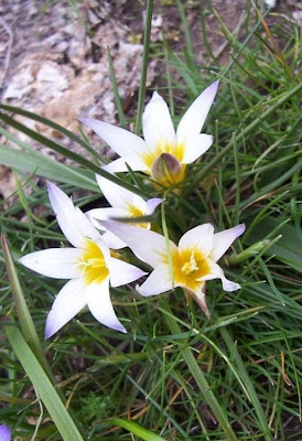 Romulea bulbocodium (L.) Seb. et Mauri