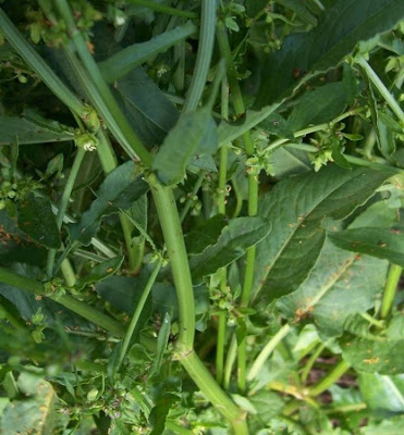 Acedera Acedera