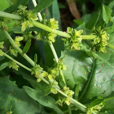 Acedera Acedera