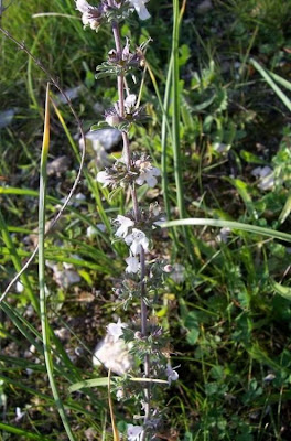 Satureja cuneifolia Ten.