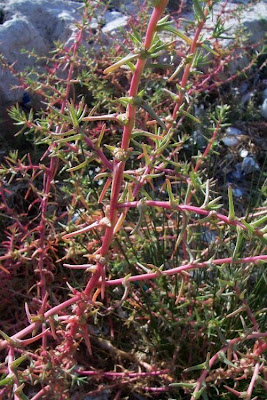Salsola soda L.