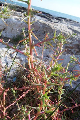 Salsola soda L.