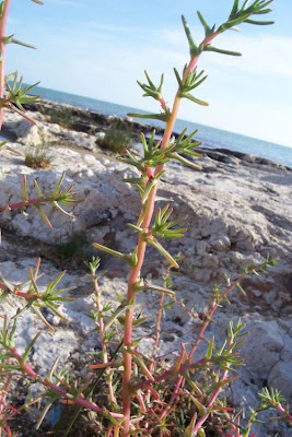 Salsola soda L.