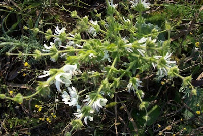 Salvia argentea,
Salvia argentea,
silver sage