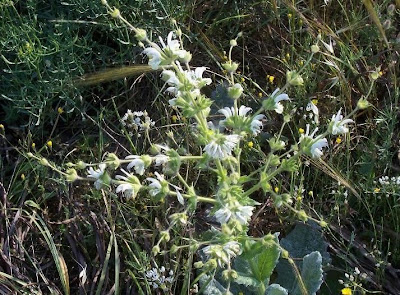Salvia argentea,
Salvia argentea,
silver sage
