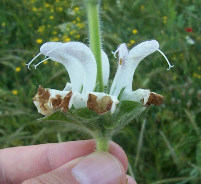 Salvia argentea,
Salvia argentea,
silver sage