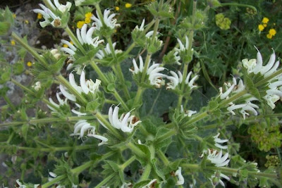 Salvia argentea,
Salvia argentea,
silver sage