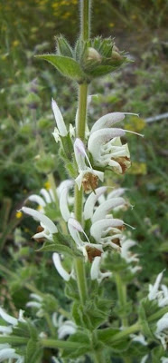 Salvia argentea,
Salvia argentea,
silver sage