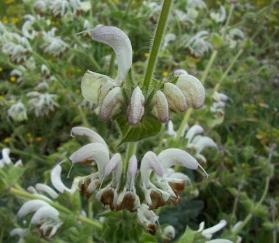 Salvia argentea,
Salvia argentea,
silver sage