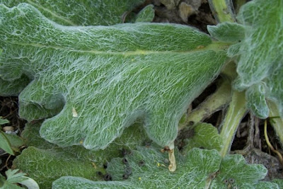 Salvia argentea,
Salvia argentea,
silver sage