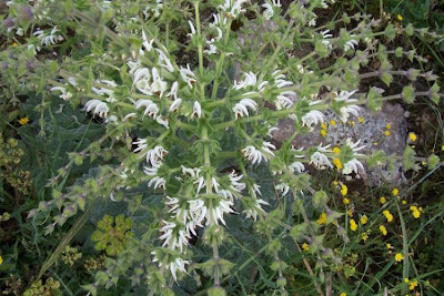 Salvia argentea,
Salvia argentea,
silver sage