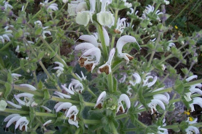 Salvia argentea,
Salvia argentea,
silver sage