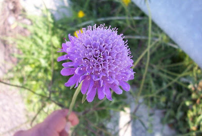 Escabiosa menor Escabiosa menor