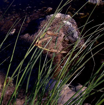 Alkali Bulrush, Scirpus maritimus