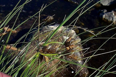 Alkali Bulrush, Scirpus maritimus