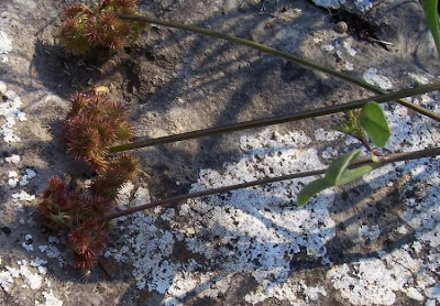 Erba-lombrica comune