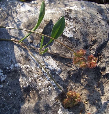 Erba-lombrica comune