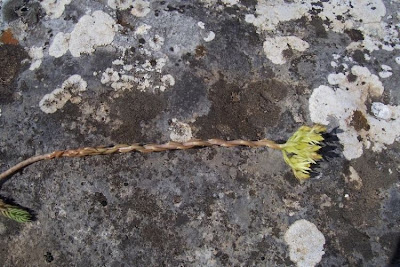 European stonecrop