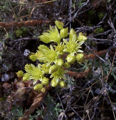 European stonecrop