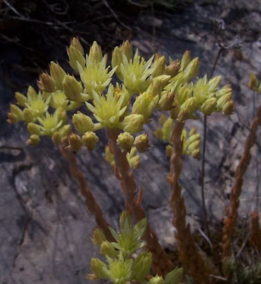European stonecrop