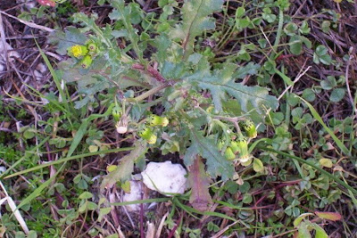 Calderina Calderina