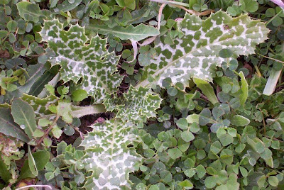 Blessed milk-thistle Blessed milk-thistle