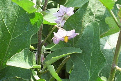 Brinjal eggplant