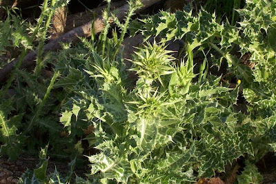 Blessed milk-thistle Blessed milk-thistle