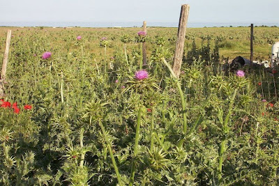 Blessed milk-thistle Blessed milk-thistle