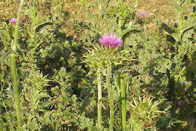 Blessed milk-thistle Blessed milk-thistle