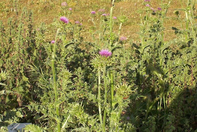 Blessed milk-thistle Blessed milk-thistle