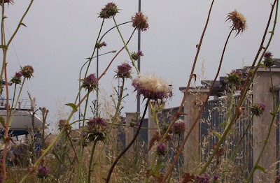 Blessed milk-thistle Blessed milk-thistle