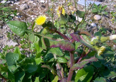 Annual Sow Thistle, Sonchus oleraceus Annual Sow Thistle, Sonchus oleraceus