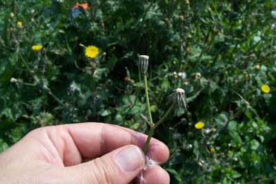Annual Sow Thistle, Sonchus oleraceus Annual Sow Thistle, Sonchus oleraceus