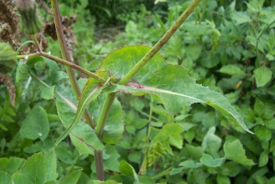 Annual Sow Thistle, Sonchus oleraceus Annual Sow Thistle, Sonchus oleraceus