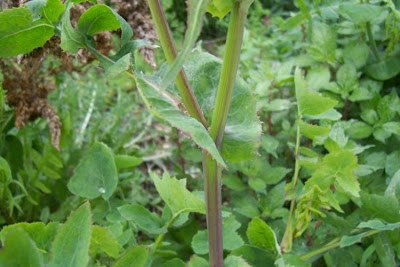 Annual Sow Thistle, Sonchus oleraceus Annual Sow Thistle, Sonchus oleraceus