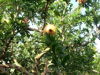 Mangrano