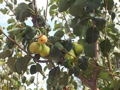 Common pear Common pear