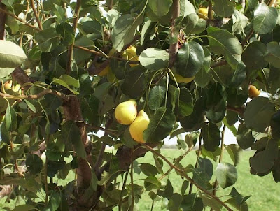 Common pear Common pear
