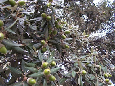 Quercus ilex,
ch&ecirc;ne vert,
Elce,
encina,
evergreen oak,
holly oak,
holm oak,
Ilici,
Leccio