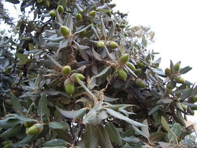 Quercus ilex,
ch&ecirc;ne vert,
Elce,
encina,
evergreen oak,
holly oak,
holm oak,
Ilici,
Leccio