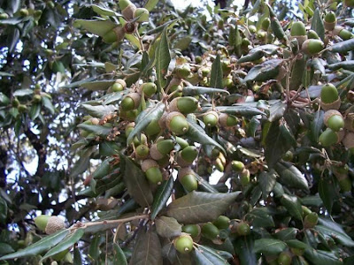 Quercus ilex,
ch&ecirc;ne vert,
Elce,
encina,
evergreen oak,
holly oak,
holm oak,
Ilici,
Leccio