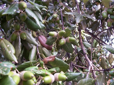 Quercus ilex,
ch&ecirc;ne vert,
Elce,
encina,
evergreen oak,
holly oak,
holm oak,
Ilici,
Leccio