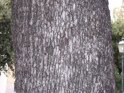 Quercus ilex,
ch&ecirc;ne vert,
Elce,
encina,
evergreen oak,
holly oak,
holm oak,
Ilici,
Leccio