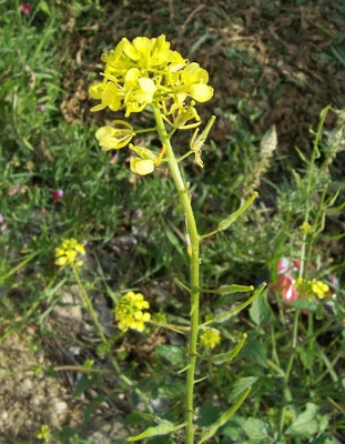 Yellow Mustard Yellow Mustard
