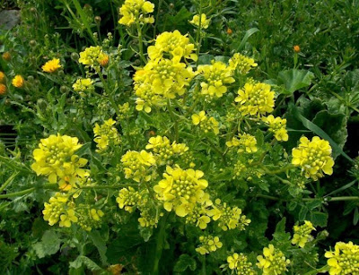 Yellow Mustard Yellow Mustard