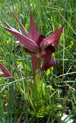 Eastern Tongue Orchid