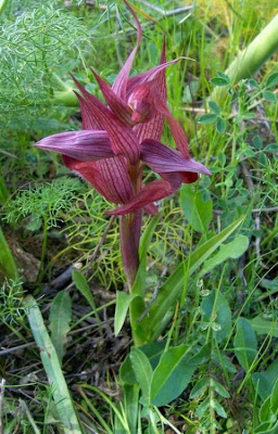 Eastern Tongue Orchid