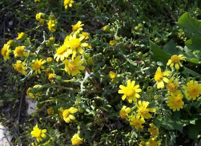 Coastal Ragwort Coastal Ragwort